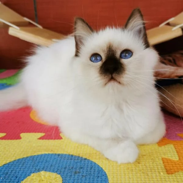 gatti sacro di birmania