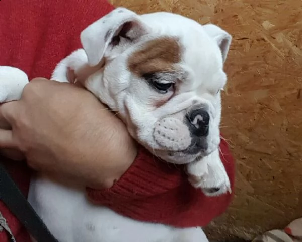 odorosi cucciolini di bulldog inglese