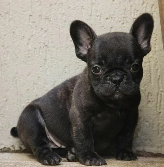 spettacolosi cuccioletti di bulldog francese