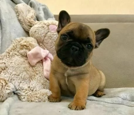 disponiamo di giocosi cucciolotti di carlino,