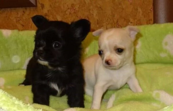 chihuahua mix