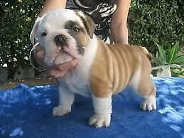 tenerissimi cucciolotti di bulldog inglese, di 90 giorni