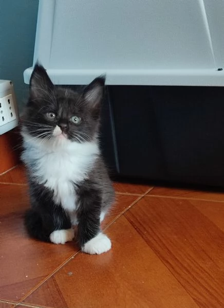 Meravigliosi gattini Maine Coon | Foto 4