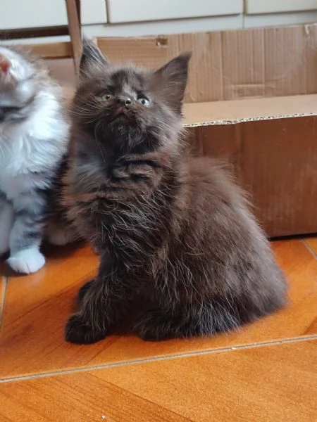 Meravigliosi gattini Maine Coon | Foto 3