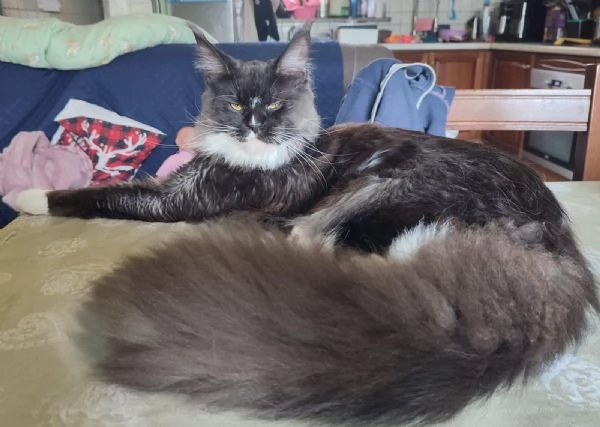 Meravigliosi gattini Maine Coon | Foto 1