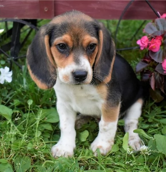 cuccioli di beagle