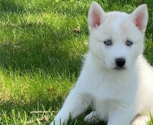 regalo siberian husky con pedigree 