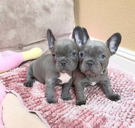 ????????? cuccioli di bulldog francese????????? 