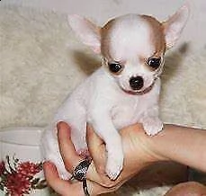 fantastici cucciolotti di chihuahua toy