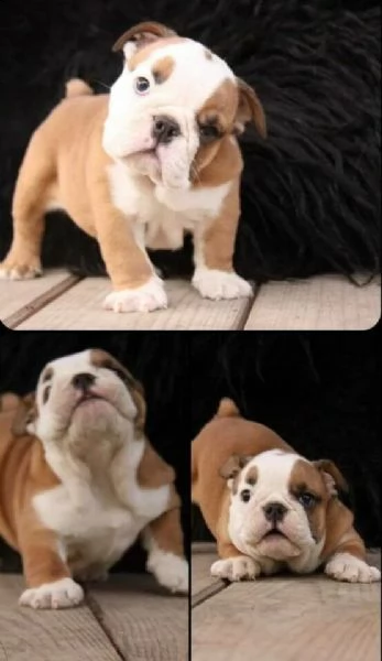 bulldog inglese...////