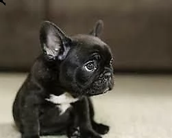 docili cucciolotti di bulldog francese, di 90 giorni