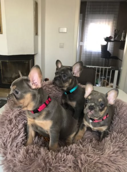 ultimi kuccioli bouledogue francese  disponibili | Foto 2