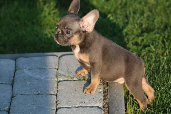 ultimi kuccioli bouledogue francese  disponibili | Foto 1