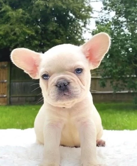 cuccioli bouledogue francese vaccinati | Foto 0