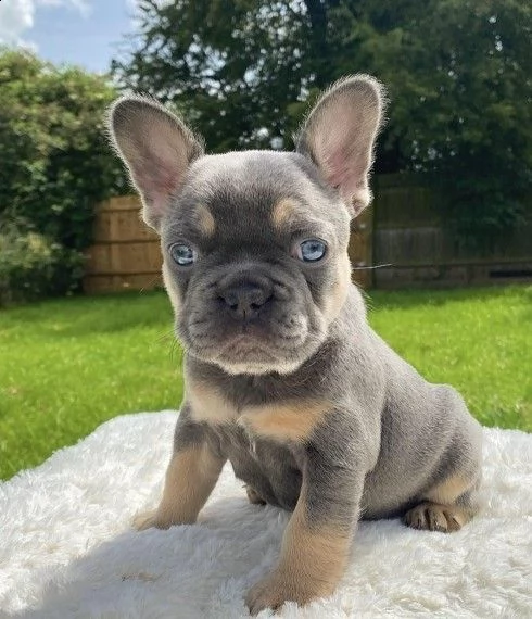 meravigliosi cuccioli bouledogue francese | Foto 0