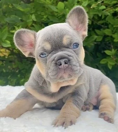 meravigliosi cuccioli bouledogue francese