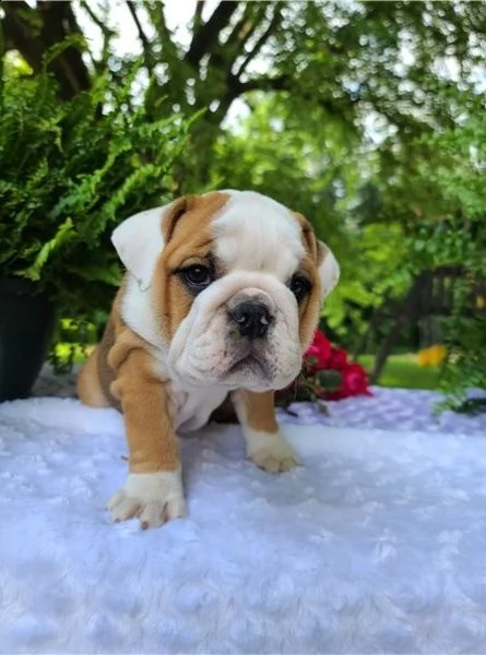 bulldog inglese abbiamo una bellissima cucciolata di bulldog britannici, 