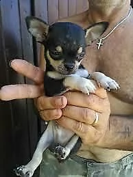 cucciolo di chihuahua nano