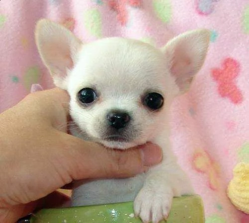 cuccioli di chihuahua maschio e femmina taglia toy