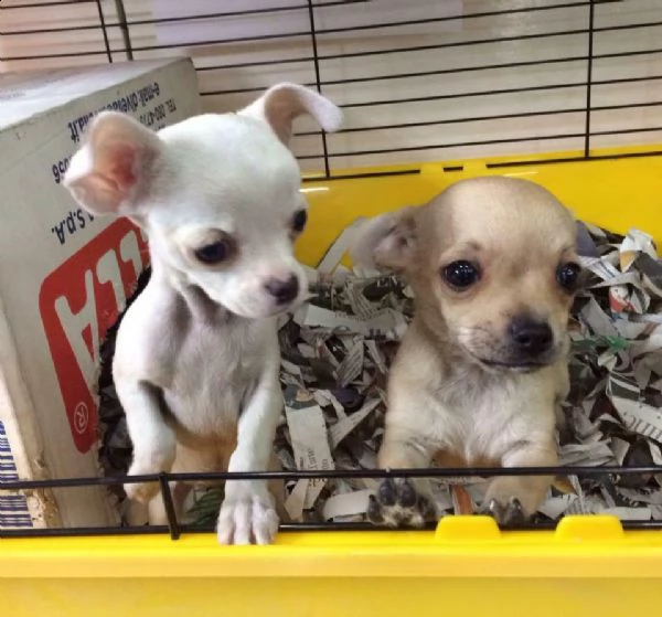 amichevoli cuccioletti di chihuahua toy, di 90 giorni