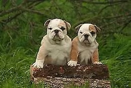 cucciolini di bulldog inglese, di due mesi e mezz