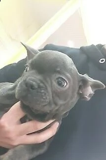 cucciolini di bulldog francese, di due mesi e mezzo