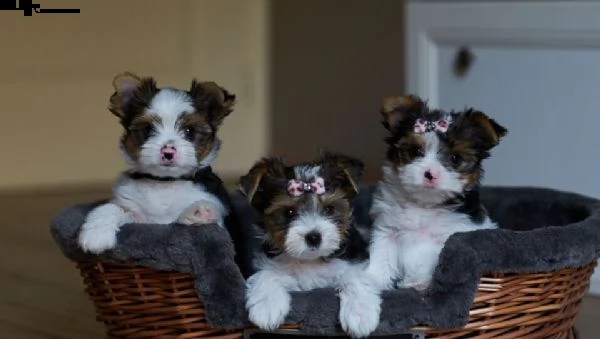 cuccioli biewer york terrier toy