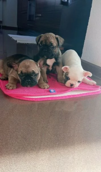 bouledogue francese m/f.