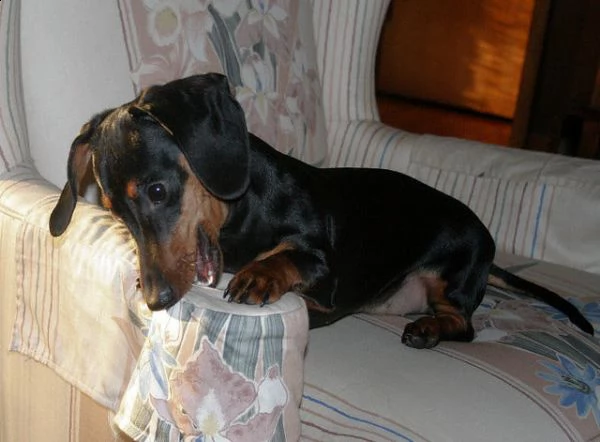 cuccioli di bassotto con pedigree enci | Foto 2