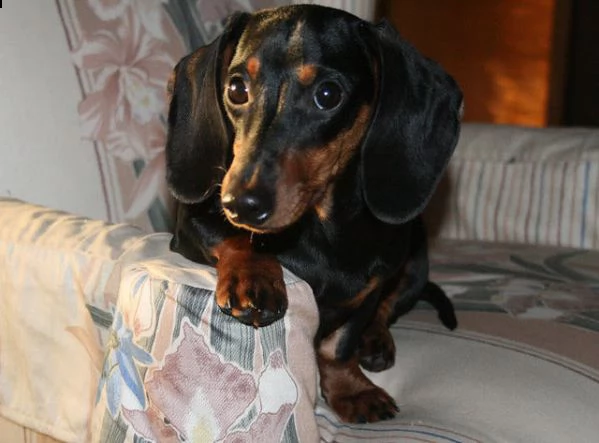 cuccioli di bassotto con pedigree enci | Foto 1