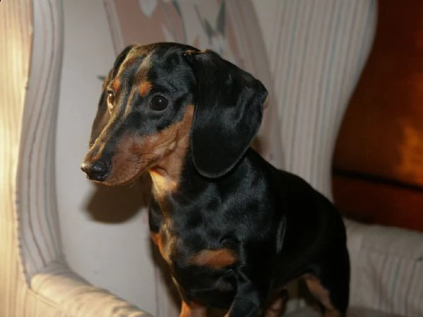 cuccioli di bassotto con pedigree enci | Foto 0