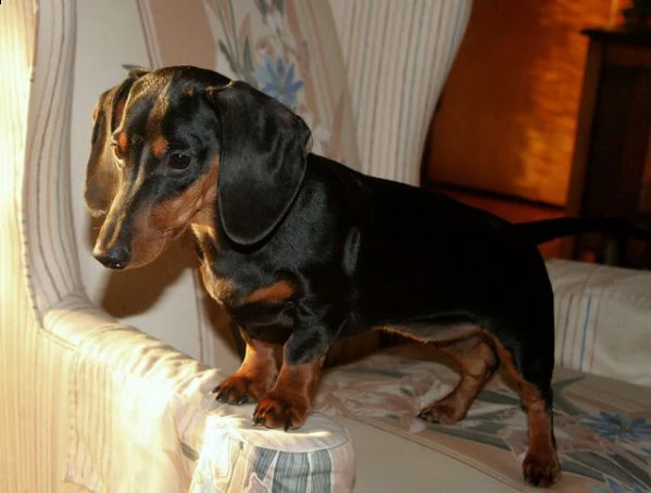 cuccioli di bassotto con pedigree enci