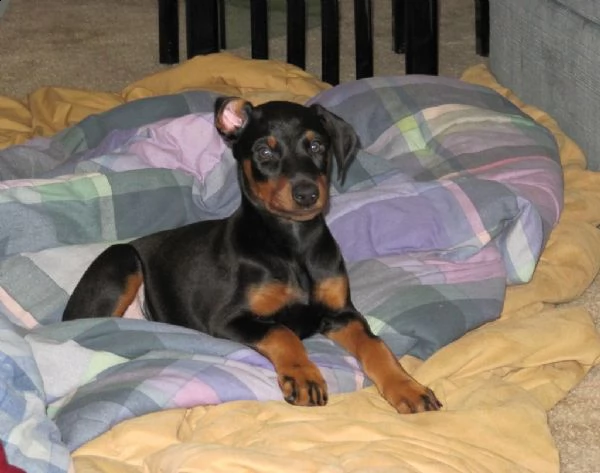 bellissimo cuccioli di doberman con pedigree 