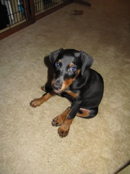 bellissimo cuccioli di doberman con pedigree  | Foto 1