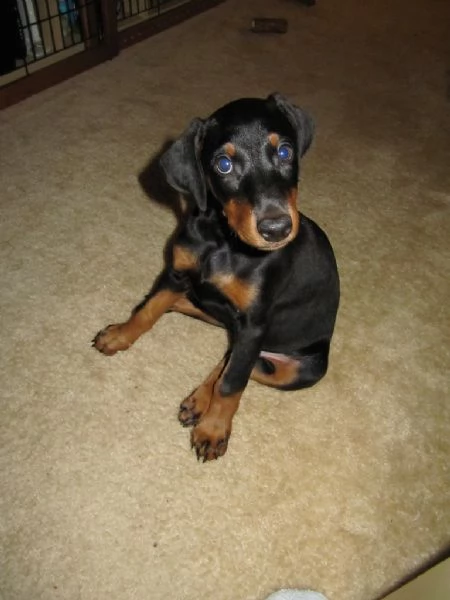 bellissimo cuccioli di doberman con pedigree  | Foto 0