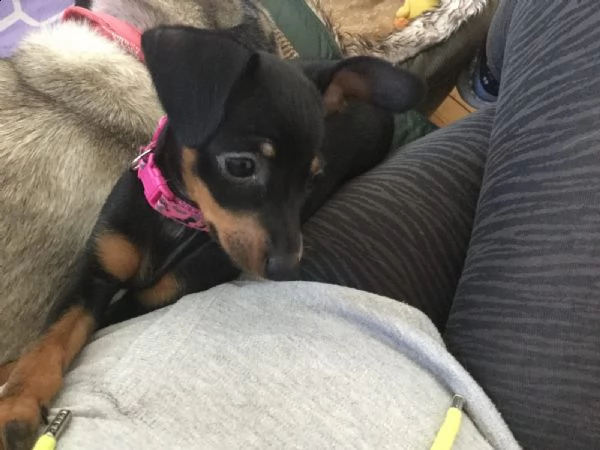 meravigliosa cucciolata di pinscher | Foto 2