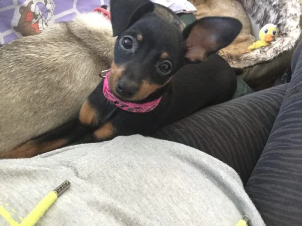 meravigliosa cucciolata di pinscher