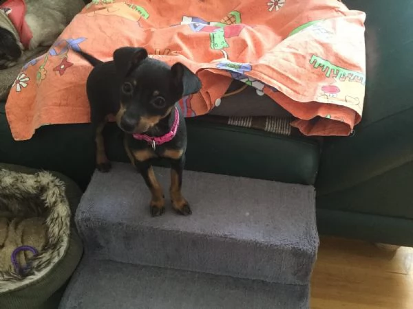 meravigliosa cucciolata di pinscher | Foto 1
