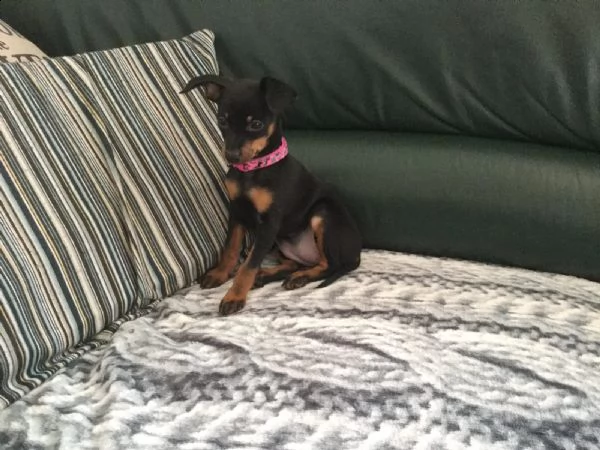 meravigliosa cucciolata di pinscher | Foto 0
