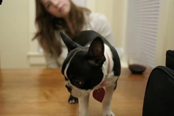 meravigliosa cucciolata di boston terrier