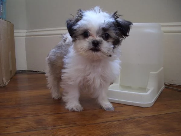 cuccioli di shitzu con pedigree enci