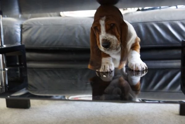 splendidi cuccioli di bassethound