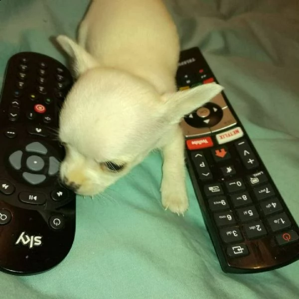 cuccioli bianchi e vari colori di razza chihuahua