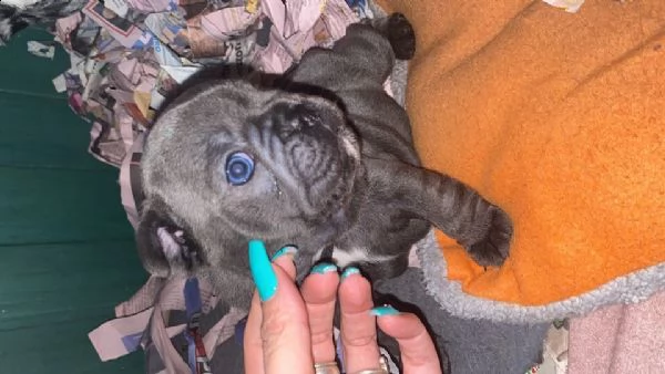 cuccioli bulldog francesi