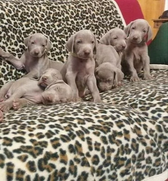 disponibili cuccioli di weimaraner 