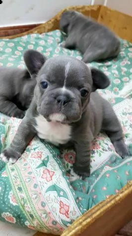 cuccioli di bulldog francese//