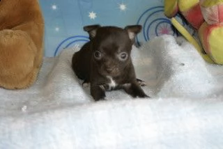 cucciolo cuccioli di chihuahua toy | Foto 1