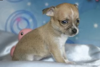 cucciolo cuccioli di chihuahua toy | Foto 0