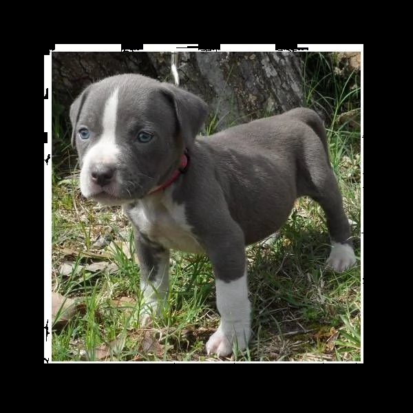 cucciolo cuccioli di pit bull terrier | Foto 1