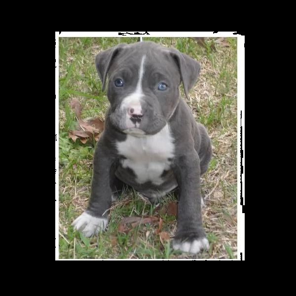 cucciolo cuccioli di pit bull terrier | Foto 0